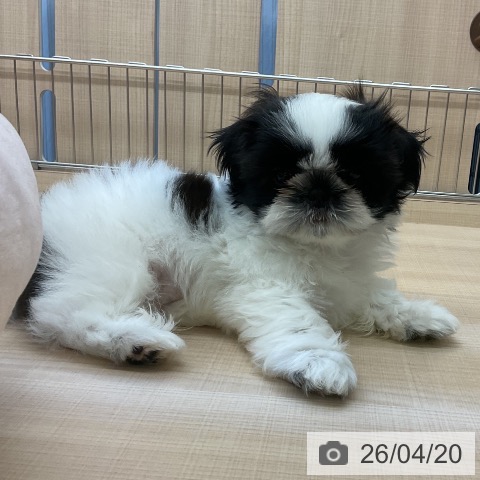 埼玉県のシーズー (ペッツワン 浦和美園店/2026年2月10日生まれ/男の子/ゴールドホワイト)の子犬の3枚目の画像