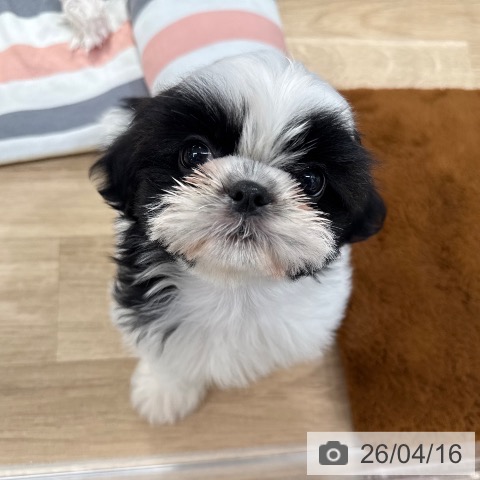 東京都のシーズー (ペットプラス アクアシティお台場店/2026年2月10日生まれ/女の子/ホワイトゴールド)の子犬の4枚目の画像