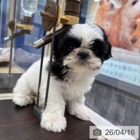 東京都のシーズー (ペットプラス アクアシティお台場店/2026年2月10日生まれ/女の子/ホワイトゴールド)の子犬の3枚目の画像