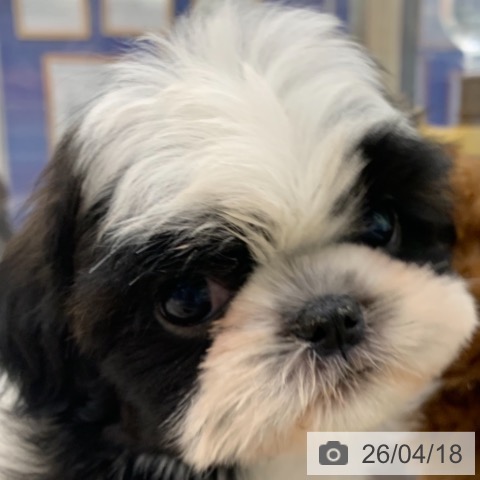 東京都のシーズー (ペットプラス アクアシティお台場店/2026年2月10日生まれ/女の子/ホワイトゴールド)の子犬の3枚目の画像