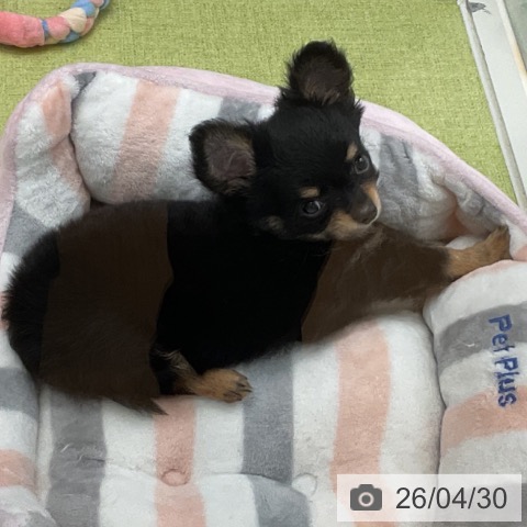 千葉県のチワワ(ロング) (ペットプラス 成田店/2026年2月11日生まれ/男の子/ブラックタンホワイト)の子犬の3枚目の画像
