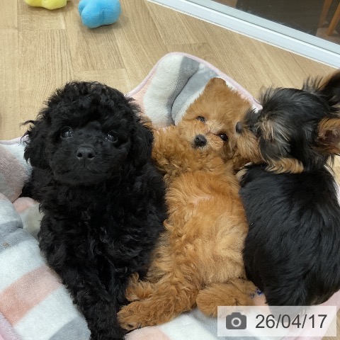 福岡県のトイプードル(トイ) (ペットプラス 香椎浜店/2026年2月10日生まれ/女の子/レッド)の子犬の4枚目の画像