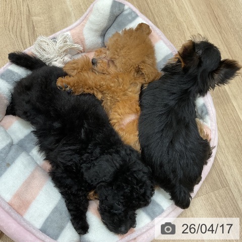 福岡県のトイプードル(トイ) (ペットプラス 香椎浜店/2026年2月10日生まれ/女の子/レッド)の子犬の3枚目の画像