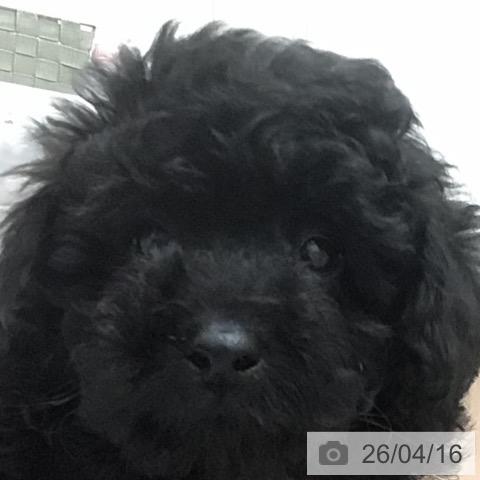 トイ・プードルの写真