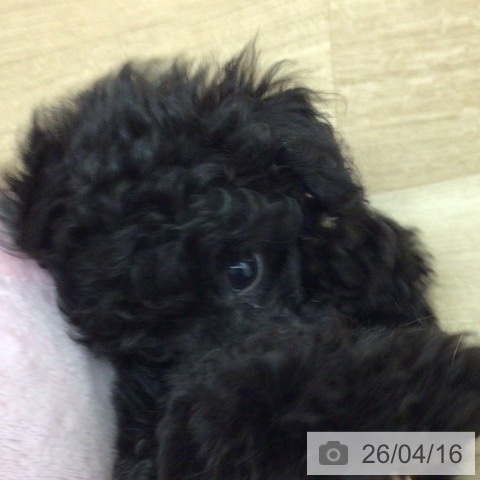 トイ・プードルの写真