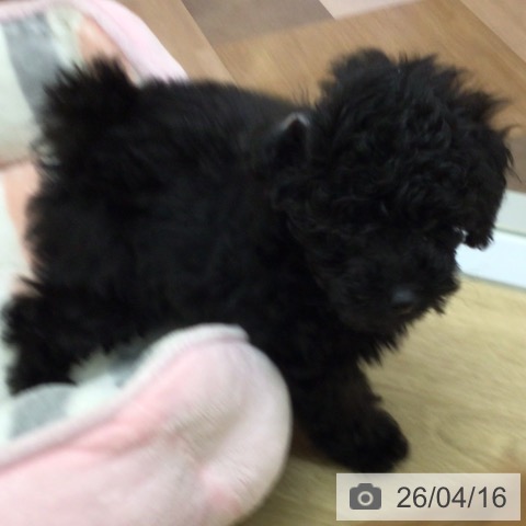 トイ・プードルの写真