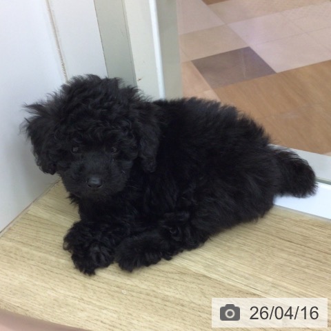 トイ・プードルの写真