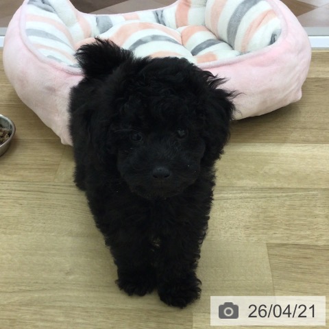 宮崎県のトイプードル(トイ) (ペットプラス 宮崎店/2026年2月12日生まれ/男の子/ブラック)の子犬の4枚目の画像