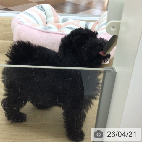 宮崎県のトイプードル(トイ) (ペットプラス 宮崎店/2026年2月12日生まれ/男の子/ブラック)の子犬の3枚目の画像