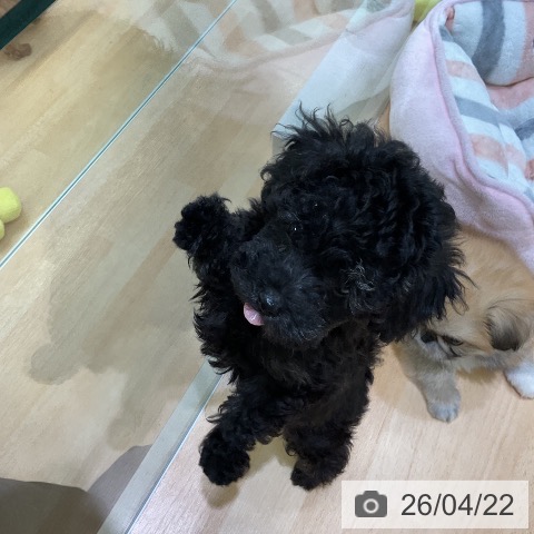 熊本県のトイプードル(トイ) (ペットプラス 熊本店/2026年2月12日生まれ/男の子/ブラック)の子犬の4枚目の画像