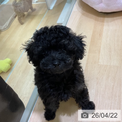 熊本県のトイプードル(トイ) (ペットプラス 熊本店/2026年2月12日生まれ/男の子/ブラック)の子犬の3枚目の画像
