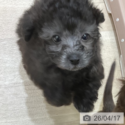 福岡県のトイプードル(トイ) (ペットプラス 香椎浜店/2026年2月12日生まれ/男の子/シルバー)の子犬の4枚目の画像
