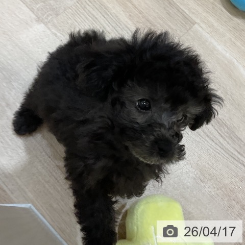 福岡県のトイプードル(トイ) (ペットプラス 香椎浜店/2026年2月12日生まれ/男の子/シルバー)の子犬の3枚目の画像