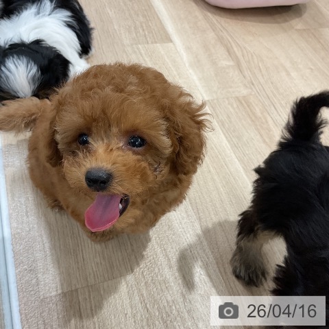 トイ・プードルの写真