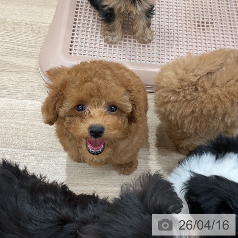 トイ・プードルの写真