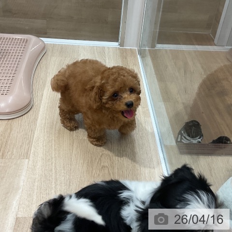 トイ・プードルの写真