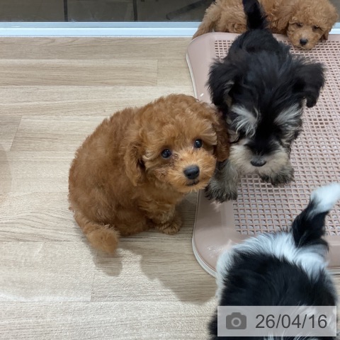 トイ・プードルの写真