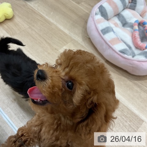 トイ・プードルの写真