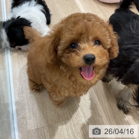 トイ・プードルの写真