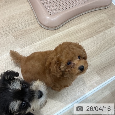 トイ・プードルの写真