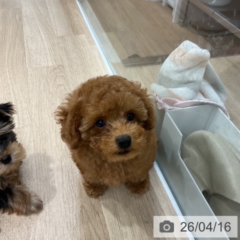 トイ・プードルの写真