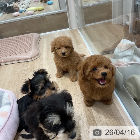 トイ・プードルの写真