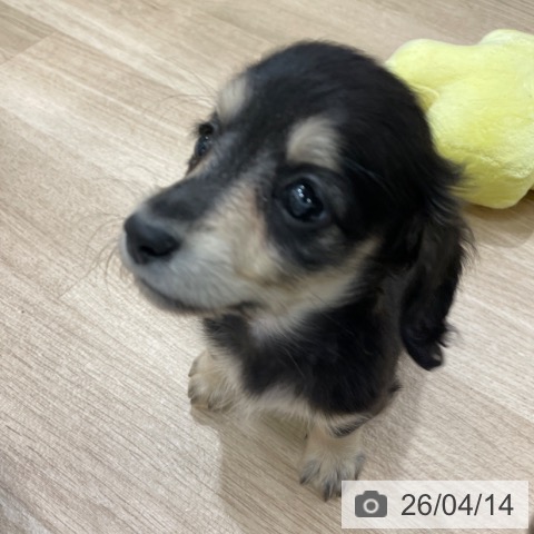 ミニチュア・ダックスフンドの写真