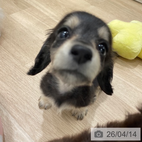 ミニチュア・ダックスフンドの写真