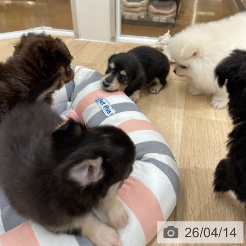 ミニチュア・ダックスフンドの写真