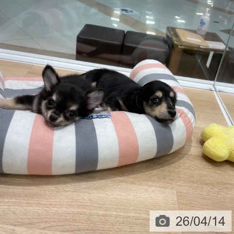 ミニチュア・ダックスフンドの写真