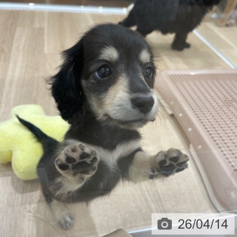 ミニチュア・ダックスフンドの写真