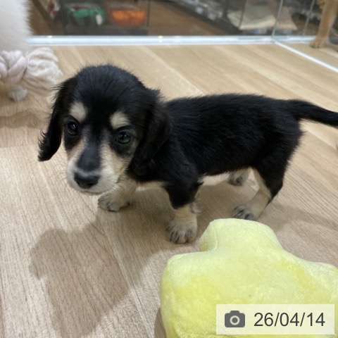 ミニチュア・ダックスフンドの写真