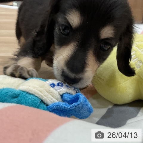 ミニチュア・ダックスフンドの写真