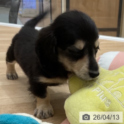 ミニチュア・ダックスフンドの写真