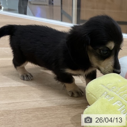 ミニチュア・ダックスフンドの写真