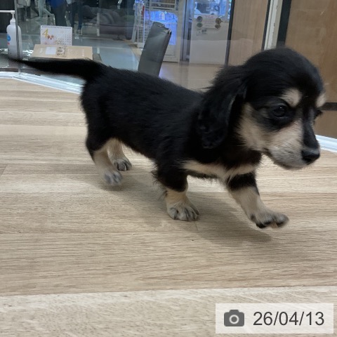 ミニチュア・ダックスフンドの写真