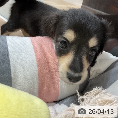 ミニチュア・ダックスフンドの写真