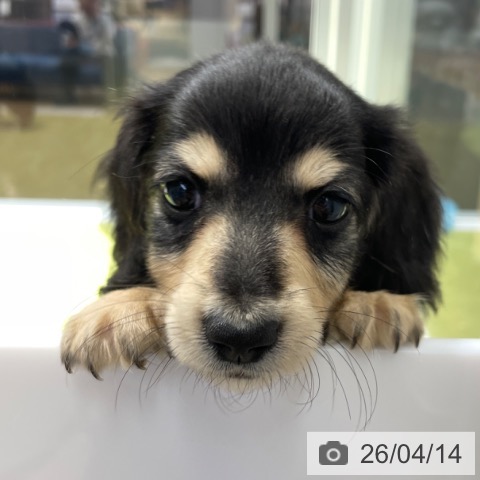 ミニチュア・ダックスフンドの写真