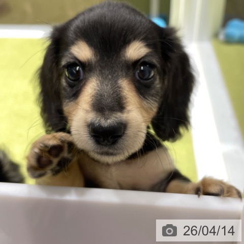 ミニチュア・ダックスフンドの写真