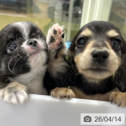 ミニチュア・ダックスフンドの写真