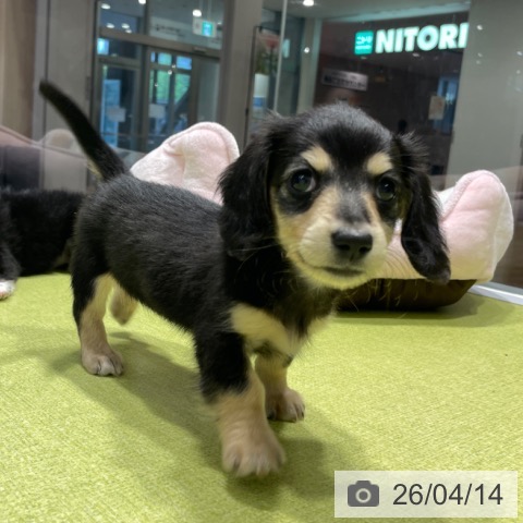 ミニチュア・ダックスフンドの写真