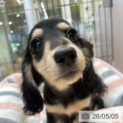 福岡県のミニチュアダックスフンド(ロング) (ペットプラス MARK IS 福岡ももち店/2026年2月9日生まれ/女の子/ブラックタン)の子犬の4枚目の画像