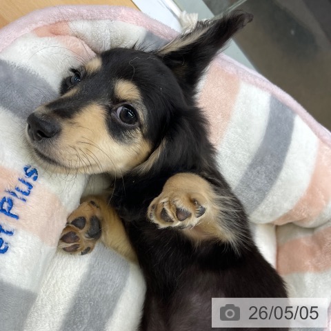 福岡県のミニチュアダックスフンド(ロング) (ペットプラス MARK IS 福岡ももち店/2026年2月9日生まれ/女の子/ブラックタン)の子犬の3枚目の画像