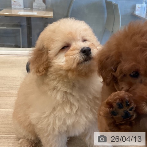 トイ・プードルの写真