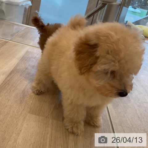 トイ・プードルの写真