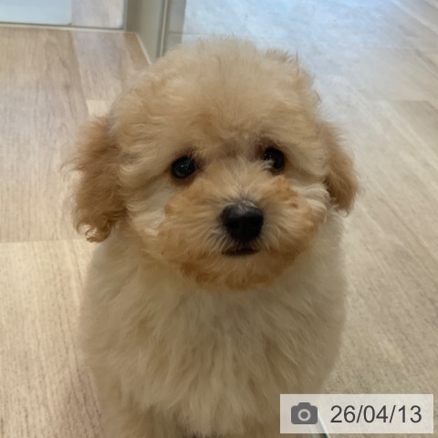 トイ・プードルの写真