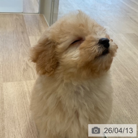 トイ・プードルの写真