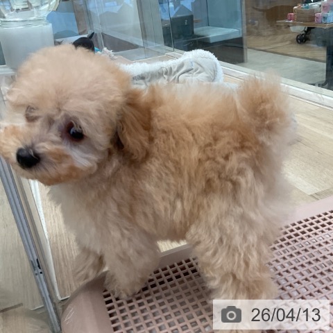 トイ・プードルの写真