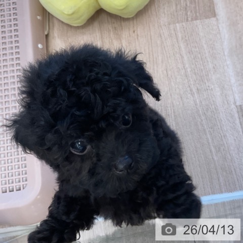 トイ・プードルの写真