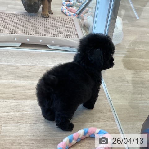 トイ・プードルの写真